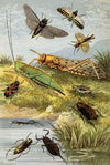 Rhyncota Orthoptera