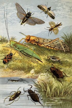 Rhyncota Orthoptera