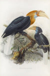 Rhytidoceros plicatus