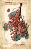 Ribes: Diploma