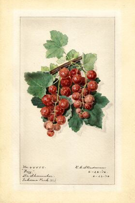 Ribes: Fay