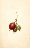 Ribes: Mountain