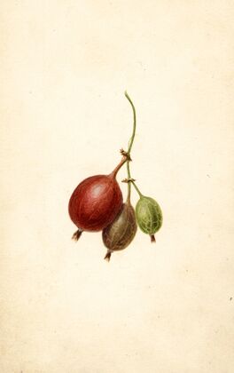 Ribes: Mountain