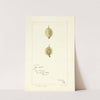 Ribes: White Smith by Bertha Heiges