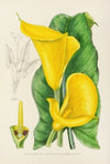 Richardia Angustiloba