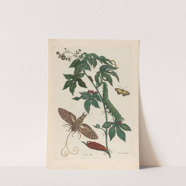 Ricinus d’Amerique (1719) by Maria Sibylla Merian