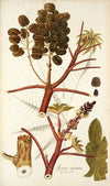 Ricinus inermis