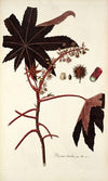 Ricinus lividus