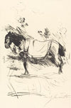 Riding-Horse (Reitpferd)