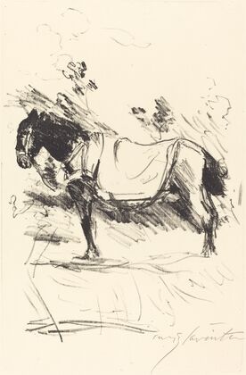 Riding-Horse (Reitpferd)