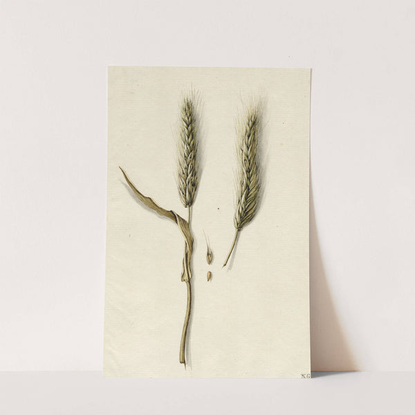 Rijpe rogge by Barend Hendrik Thier