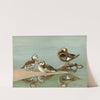 Ring-Necked Teal, Brazilian Teal (1922-1926) by Allan Brooks