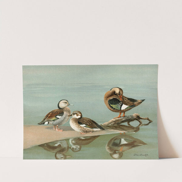 Ring-Necked Teal, Brazilian Teal (1922-1926) by Allan Brooks