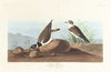 Ring plover
