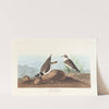 Ring plover by John James Audubon