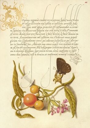 Ringlet, False Jerusalem Cherry, and Milkwort (1561–1596)