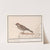 Ringmus (Passer montanus) (1596-1610) by Anselmus Boëtius de Boodt