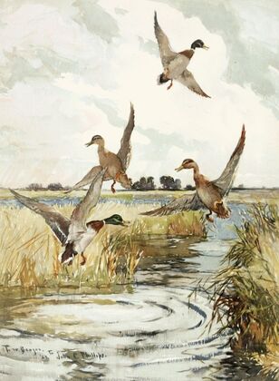 Rising Mallard