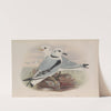 Rissa tridactyla. Kittiwake. (1862-1873) by John Gould