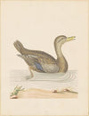 Roan Duck