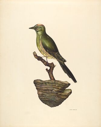 Robin (German )