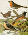 Robin, Wren, Redstart, Wheatear