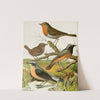 Robin, Wren, Redstart, Wheatear by W. A . Blakston