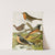 Robin, Wren, Redstart, Wheatear by W. A . Blakston
