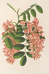 Robinia pseudacacia v. Decaisneana