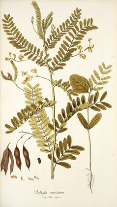 Robinia vesicaria