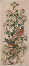 Robins (1896)