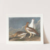 Rock grous by John James Audubon