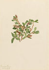 Rock Willow (Salix petrophila) (1917)