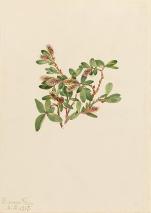 Rock Willow (Salix petrophila) (1917)