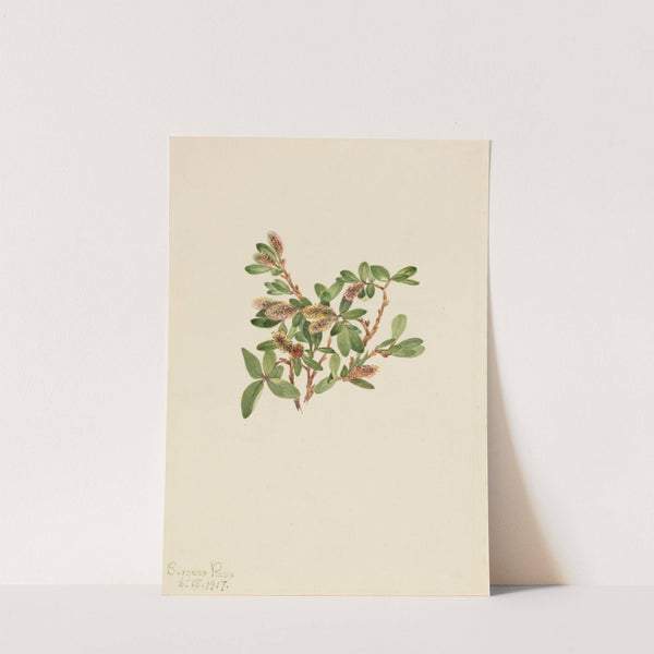 Rock Willow (Salix petrophila) (1917) by Mary Vaux Walcott