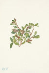 Rock Willow. Salix petrophila (1925)