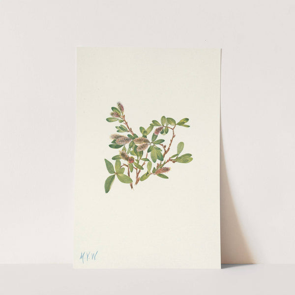 Rock Willow. Salix petrophila (1925) by Mary Vaux Walcott