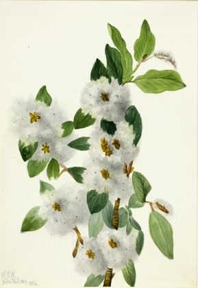 Rock Willow (Salix vestita) (1934)