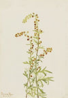 Plant Study (1883)