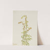 Rock Wormwood (Artemisia discolor) (1917) by Mary Vaux Walcott