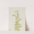 Rock Wormwood (Artemisia discolor) (1917) by Mary Vaux Walcott