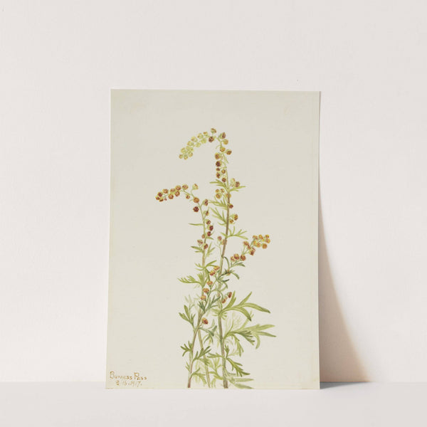 Rock Wormwood (Artemisia discolor) (1917) by Mary Vaux Walcott