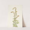 Rock Wormwood. Artemisia discolor (1925) by Mary Vaux Walcott