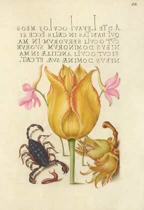 Rocket Larkspurs, Tulip, Scorpion, Millepede, and European Filbert (1561–1596)