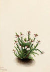 Heather (Phyllodoce intermedia) (1907)