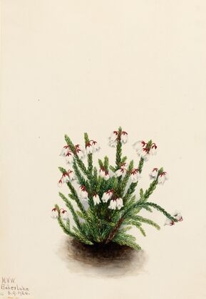 Heather (Phyllodoce intermedia) (1907)