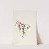 Rocky Mountain Kalmia (Kalmia microphylla) by Mary Vaux Walcott