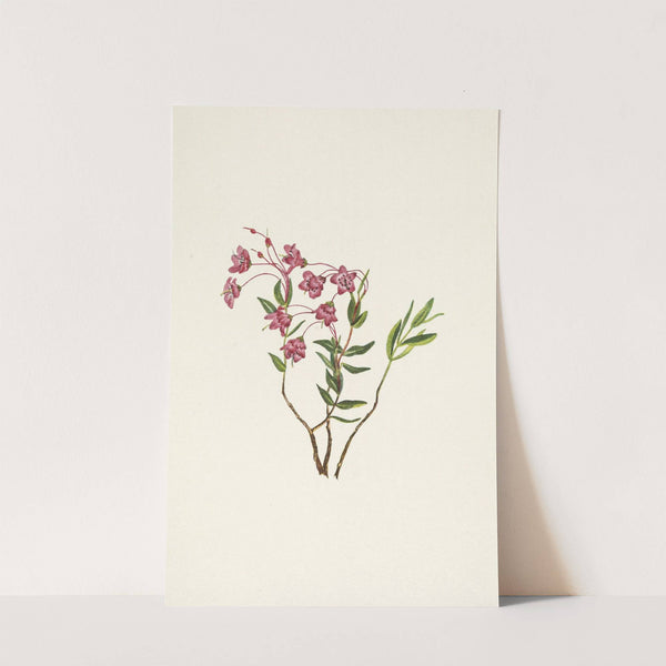 Rocky Mountain Kalmia. Kalmia microphylla (1925) by Mary Vaux Walcott