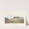 Rocky mountain plover by John James Audubon