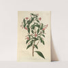 Rod-branched Fuchsia (1815-1819) by Sydenham Edwards